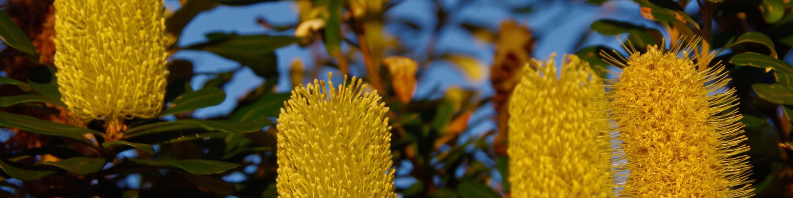 Portsea Estate Nursery