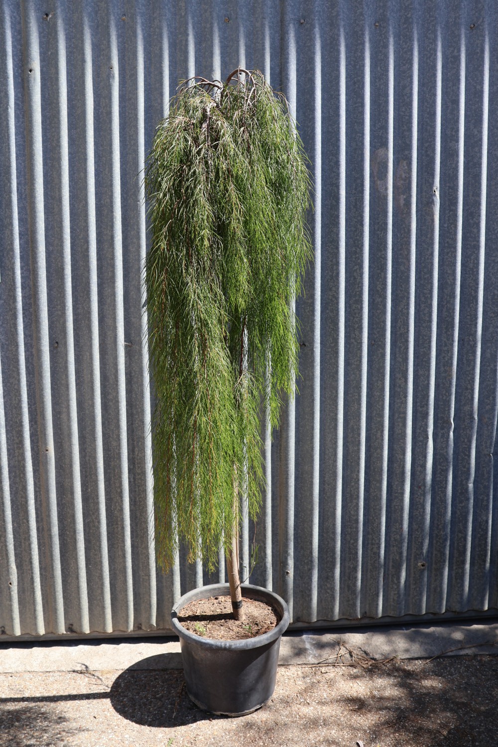 Acacia Tree