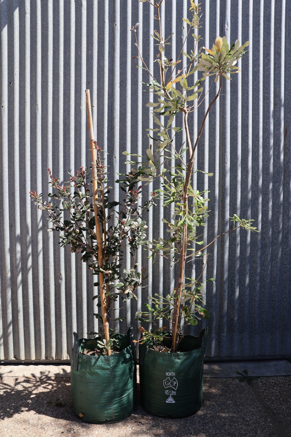 Coastal Banksia