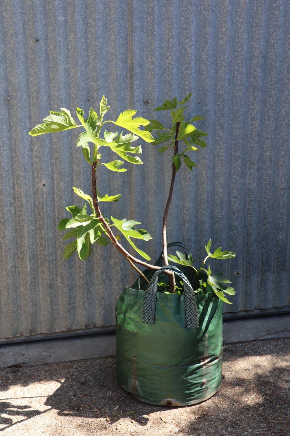 Fig Tree
