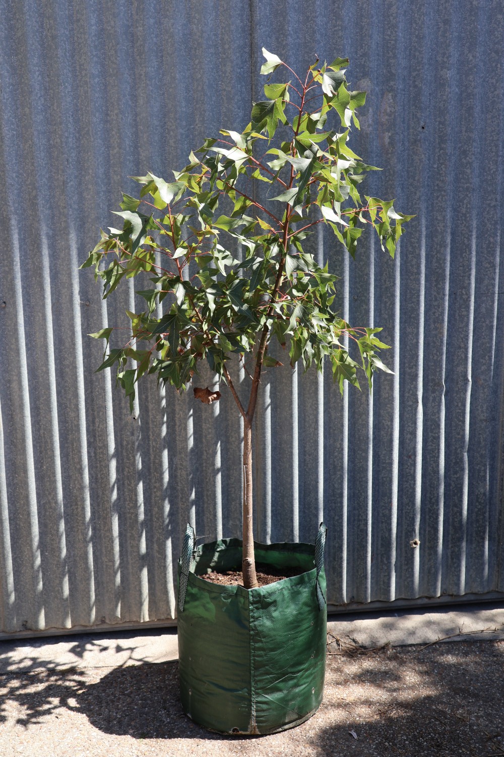 Kurrajong Tree