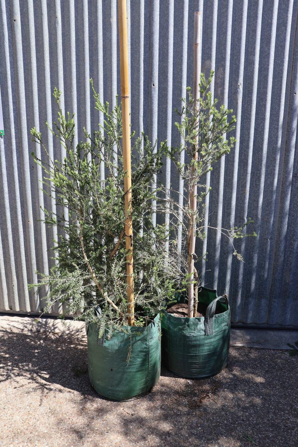 Moonah Tree