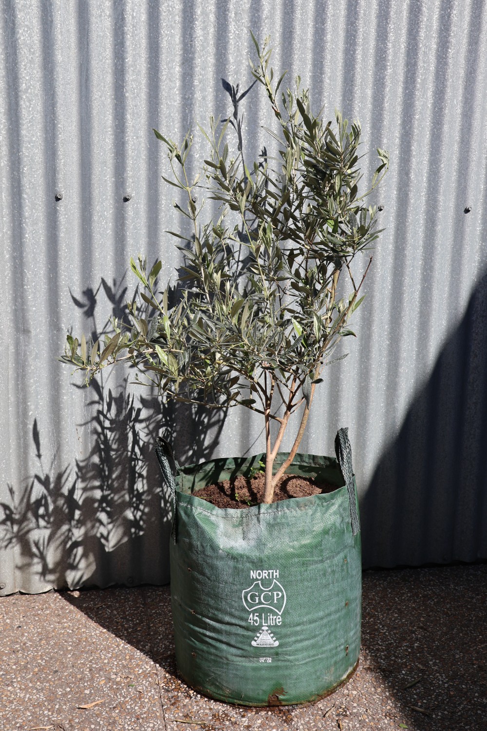 Olive Tree