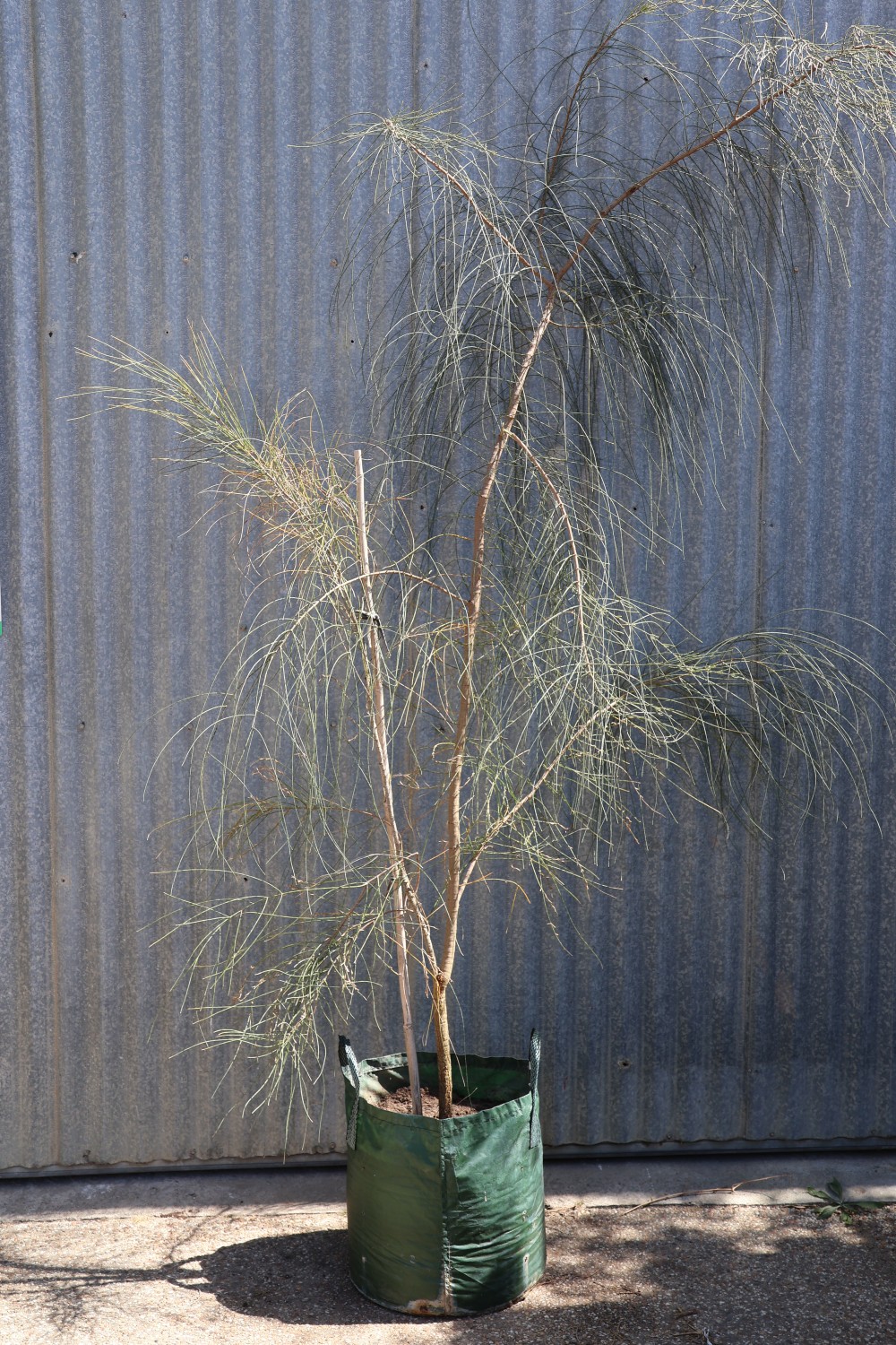 She Oak