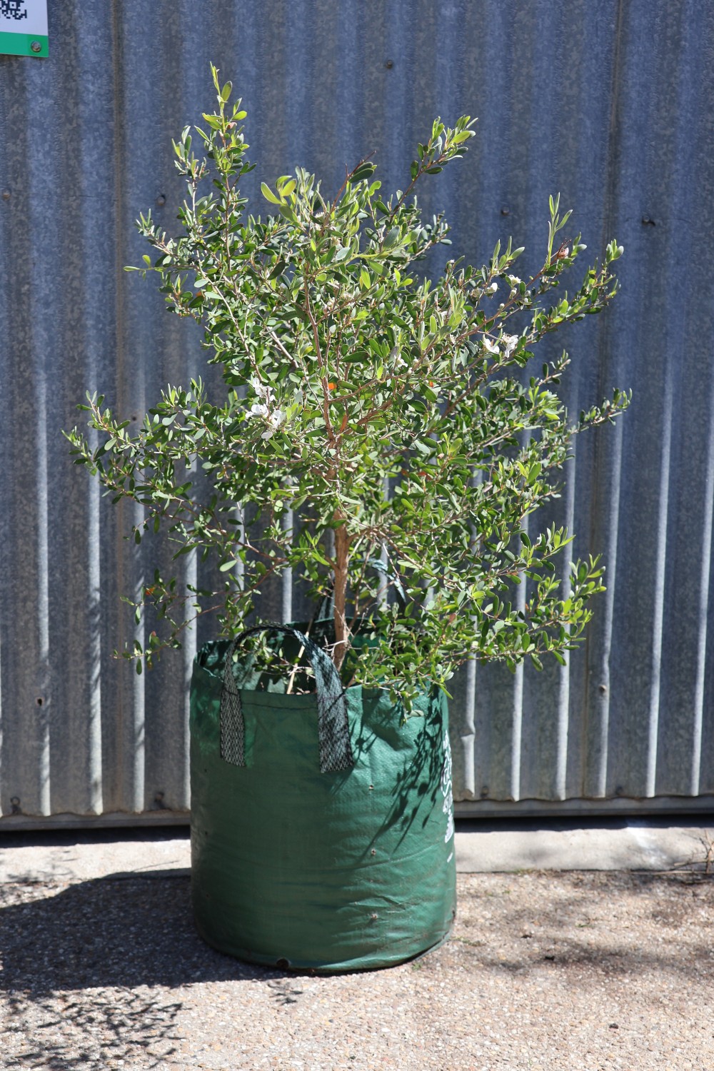 Tee Tree